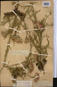 Saussurea prostrata C. Winkl., Middle Asia, Northern & Central Tian Shan (M4) (Kazakhstan)