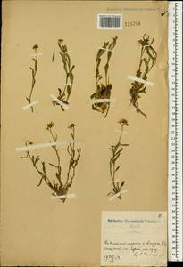 Arabidopsis lyrata subsp. petraea (L.) O'Kane & Al-Shehbaz, South Asia, South Asia (Asia outside ex-Soviet states and Mongolia) (ASIA) (China)