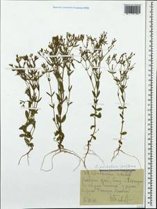 Centaurium pulchellum, Caucasus, Stavropol Krai, Karachay-Cherkessia & Kabardino-Balkaria (K1b) (Russia)