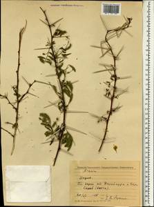 Acacia, South Asia, South Asia (Asia outside ex-Soviet states and Mongolia) (ASIA) (India)