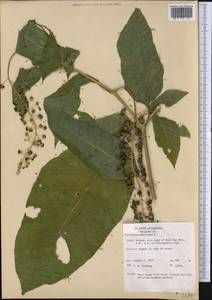 Phytolacca americana L., America (AMER) (United States)