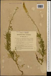 Reseda lutea L., Caucasus, Georgia (K4) (Georgia)