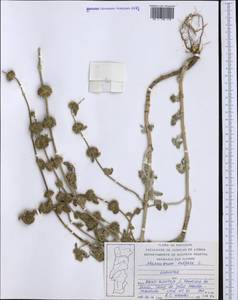 Marrubium vulgare L., Western Europe (EUR) (Portugal)