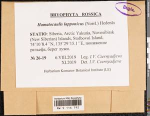 Hamatocaulis lapponicus (Norrl.) Hedenäs, Bryophytes, Bryophytes - Yakutia (B19) (Russia)