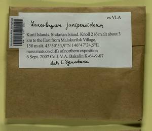 Leucobryum juniperoideum (Brid.) Müll. Hal., Bryophytes, Bryophytes - Russian Far East (excl. Chukotka & Kamchatka) (B20) (Russia)