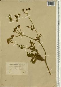 Turgenia latifolia (L.) Hoffm., South Asia, South Asia (Asia outside ex-Soviet states and Mongolia) (ASIA) (Iran)