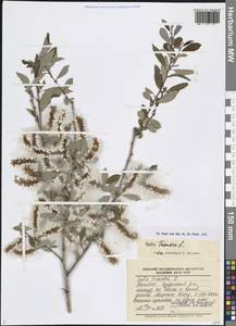 Salix triandra L., Caucasus, Dagestan (K2) (Russia)