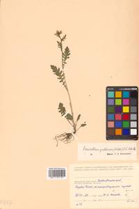 Erucastrum gallicum (Willd.) O. E. Schulz, Siberia, Russian Far East (S6) (Russia)