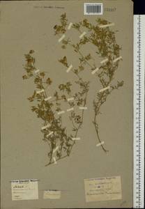 Medicago falcata L., Eastern Europe, Central forest-and-steppe region (E6) (Russia)