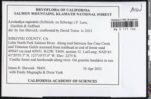 Lewinskya rupestris (Schleich. ex Schwägr.) F. Lara, Garilleti & Goffinet, Bryophytes, Bryophytes - America (BAm) (United States)