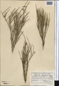 Ephedra equisetina Bunge, Middle Asia, Northern & Central Tian Shan (M4) (Kyrgyzstan)