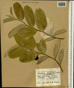 Annona senegalensis Pers., Africa (AFR) (Mali)