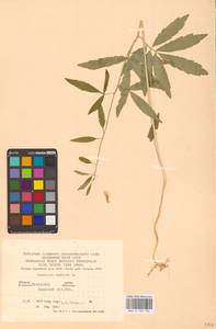 Cardamine bulbifera (L.) Crantz, Eastern Europe, West Ukrainian region (E13) (Ukraine)