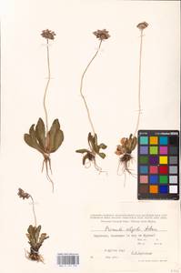 Primula algida Adams, Middle Asia, Middle Asia (no precise locality) (M0)