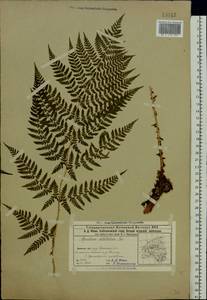 Dryopteris dilatata subsp. dilatata, Eastern Europe, Volga-Kama region (E7) (Russia)