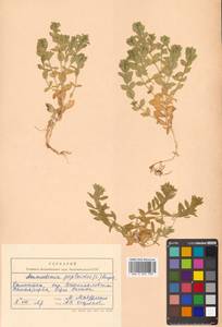 Honckenya peploides subsp. major (Hook.) Hultén, Siberia, Chukotka & Kamchatka (S7) (Russia)