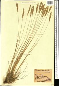 Koeleria pyramidata (Lam.) P.Beauv., Caucasus, Stavropol Krai, Karachay-Cherkessia & Kabardino-Balkaria (K1b) (Russia)