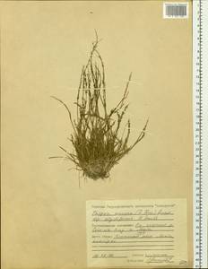 Phippsia concinna (Th.Fr.) Lindeb., Siberia, Central Siberia (S3) (Russia)