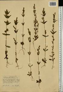 Gentianella amarella (L.) Börner, Eastern Europe, Central forest-and-steppe region (E6) (Russia)