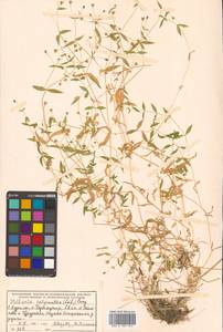 Stellaria calycantha (Ledeb.) Bong., Siberia, Russian Far East (S6) (Russia)