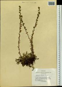 Artemisia rupestris subsp. rupestris, Siberia, Altai & Sayany Mountains (S2) (Russia)