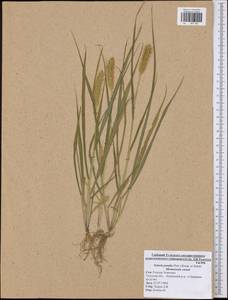 Setaria pumila (Poir.) Roem. & Schult., Eastern Europe, Central region (E4) (Russia)