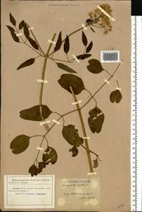 Clematis recta L., Eastern Europe, North Ukrainian region (E11) (Ukraine)
