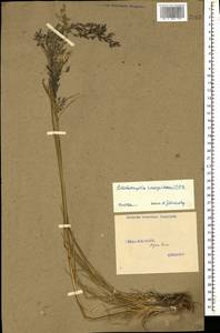 Deschampsia cespitosa (L.) P.Beauv., Caucasus, Stavropol Krai, Karachay-Cherkessia & Kabardino-Balkaria (K1b) (Russia)