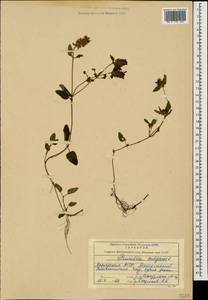 Prunella vulgaris L., Caucasus, Georgia (K4) (Georgia)