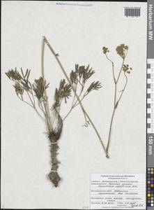 Peucedanum ruthenicum M.Bieb., Eastern Europe, Central forest-and-steppe region (E6) (Russia)