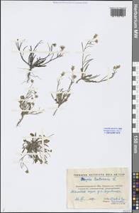 Crepis tectorum L., Eastern Europe, North Ukrainian region (E11) (Ukraine)