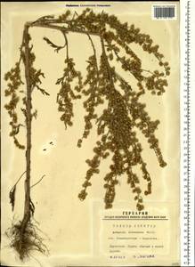 Artemisia sieversiana Ehrh. ex Willd., Siberia, Western Siberia (S1) (Russia)