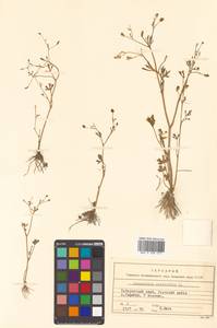 Ranunculus sceleratus L., Siberia, Russian Far East (S6) (Russia)