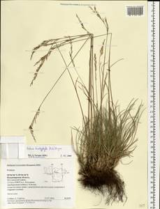 Festuca trachyphylla (Hack.) Hack., Eastern Europe, Central region (E4) (Russia)