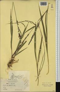 Molinia caerulea (L.) Moench, Western Europe (EUR) (Norway)