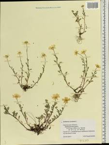 Anthemis arvensis L., Eastern Europe, Western region (E3) (Russia)