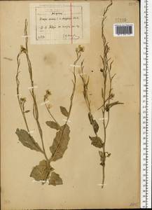 Rhamphospermum arvense (L.) Andrz. ex Besser, Eastern Europe, North-Western region (E2) (Russia)