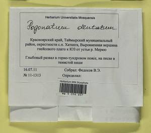 Pogonatum dentatum (Menzies ex Brid.) Brid., Bryophytes, Bryophytes - Krasnoyarsk Krai, Tyva & Khakassia (B17) (Russia)