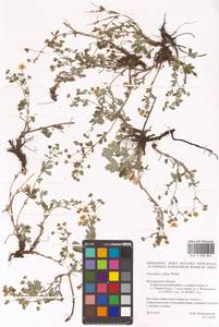 Potentilla collina Wibel, Eastern Europe, Central forest-and-steppe region (E6) (Russia)