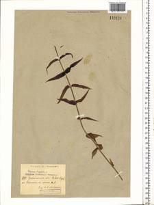 Veronica longifolia L., Siberia, Baikal & Transbaikal region (S4) (Russia)