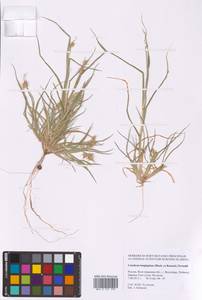 Cenchrus longispinus (Hack.) Fernald, Eastern Europe, Lower Volga region (E9) (Russia)