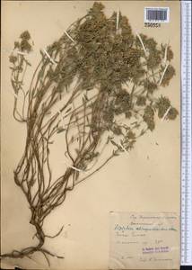Ziziphora clinopodioides Lam., Middle Asia, Western Tian Shan & Karatau (M3) (Uzbekistan)