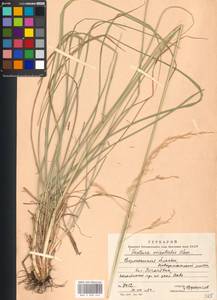 Festuca arundinacea Schreb. , nom. cons., Eastern Europe, Central forest-and-steppe region (E6) (Russia)