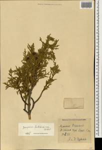 Juniperus foetidissima Willd., Caucasus, Armenia (K5) (Armenia)