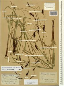 Carex melanostachya M.Bieb. ex Willd., Caucasus, Armenia (K5) (Armenia)