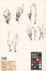 Myosotis stricta Link ex Roem. & Schult., Eastern Europe, Moscow region (E4a) (Russia)