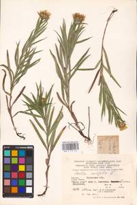 Pentanema ensifolium (L.) D. Gut. Larr., Santos-Vicente, Anderb., E. Rico & M. M. Mart. Ort., Eastern Europe, West Ukrainian region (E13) (Ukraine)