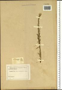 Saussurea salicifolia (L.) DC., Siberia (no precise locality) (S0) (Russia)