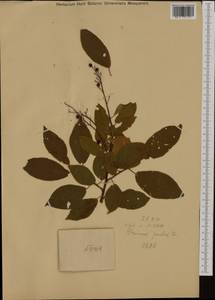 Prunus padus L., Western Europe (EUR) (Austria)