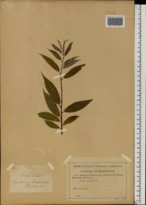 Salix × rubens Schrank, Eastern Europe, Western region (E3) (Russia)